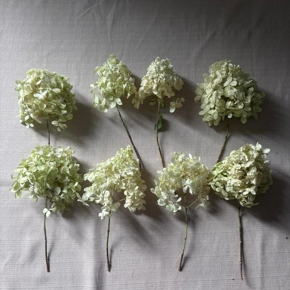 REAL PRESERVED White Hydrangea Bunches 8 stems